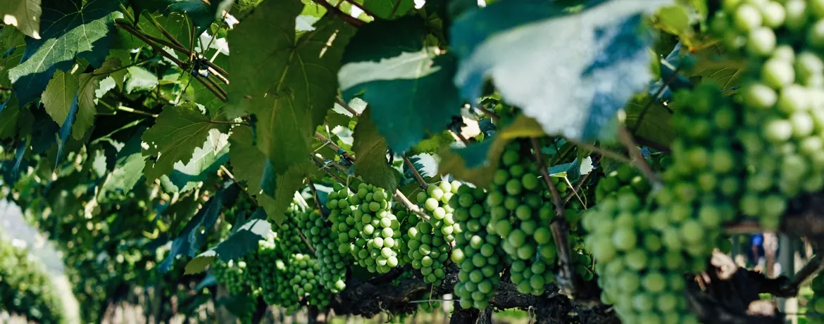 Grappes de raisin dans les vignes