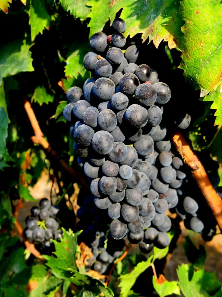 Une grappe de raisin noir — Azienda Duca Carlo Guarini