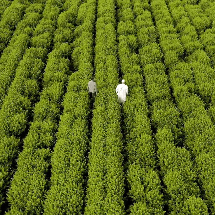 Au milieu des cultures — chartreuse