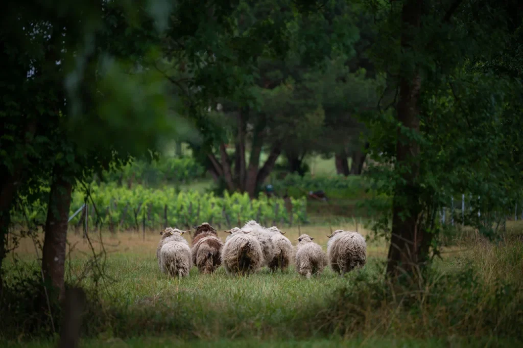 Moutons près des vignes — Château Franc Baudron