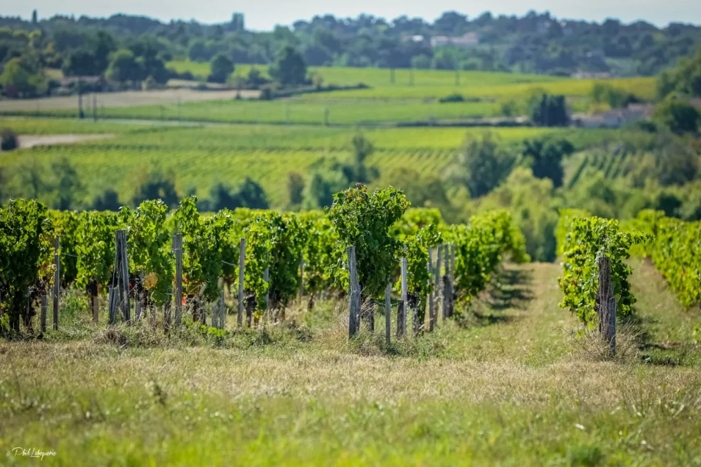 Le paysage du vignoble — Château Mondésir Gazin