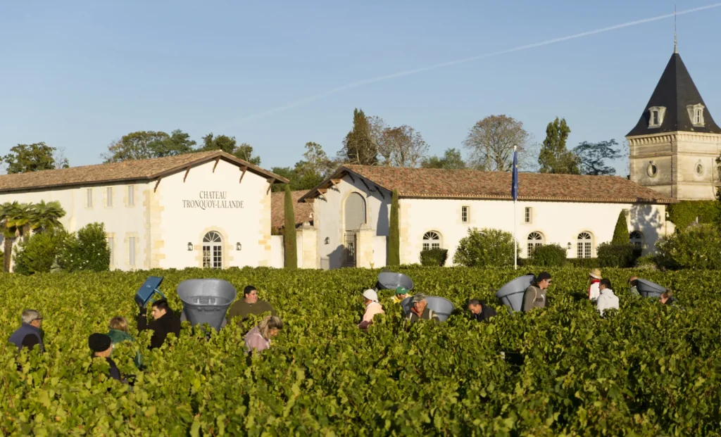Les vendanges devant les bâtiments — Chateau Tronquoy-Lalande