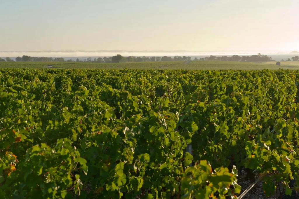 Les vignes et le paysage environnant — Chateau Tronquoy-Lalande