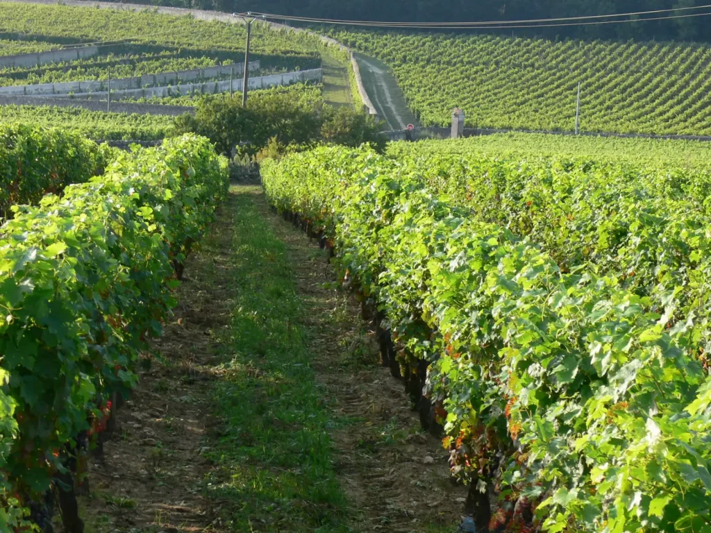 Les rangs de vignes — Chateau Yvonne
