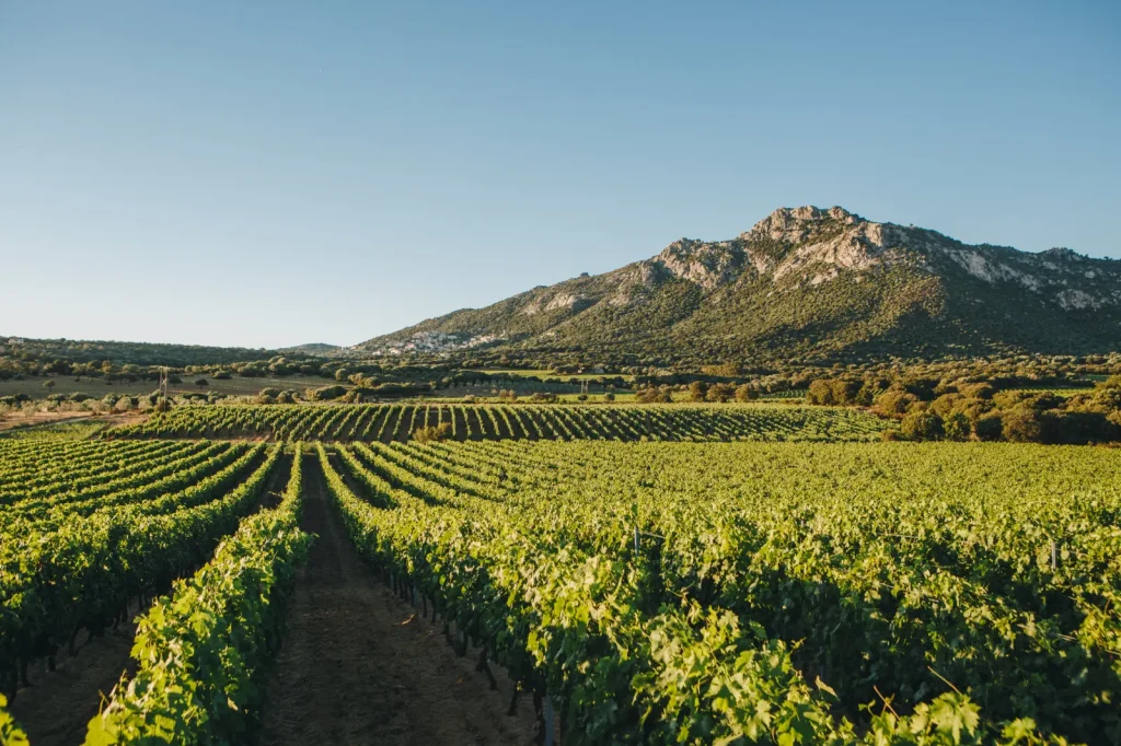 Les vignes au pied des montagnes — Clos Culombu