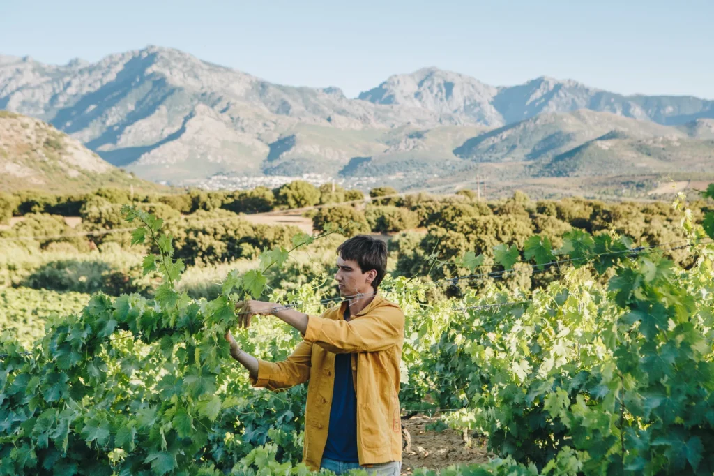 Le travail dans les vignes — Clos Culombu