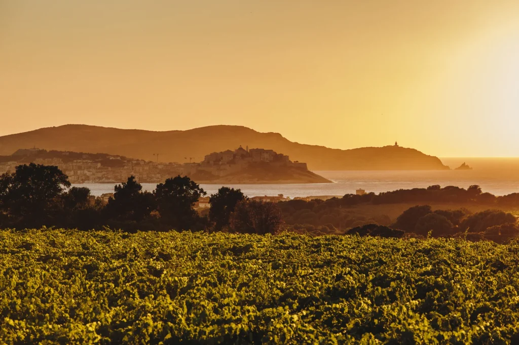 Le vignoble au soleil couchant — Clos Culombu