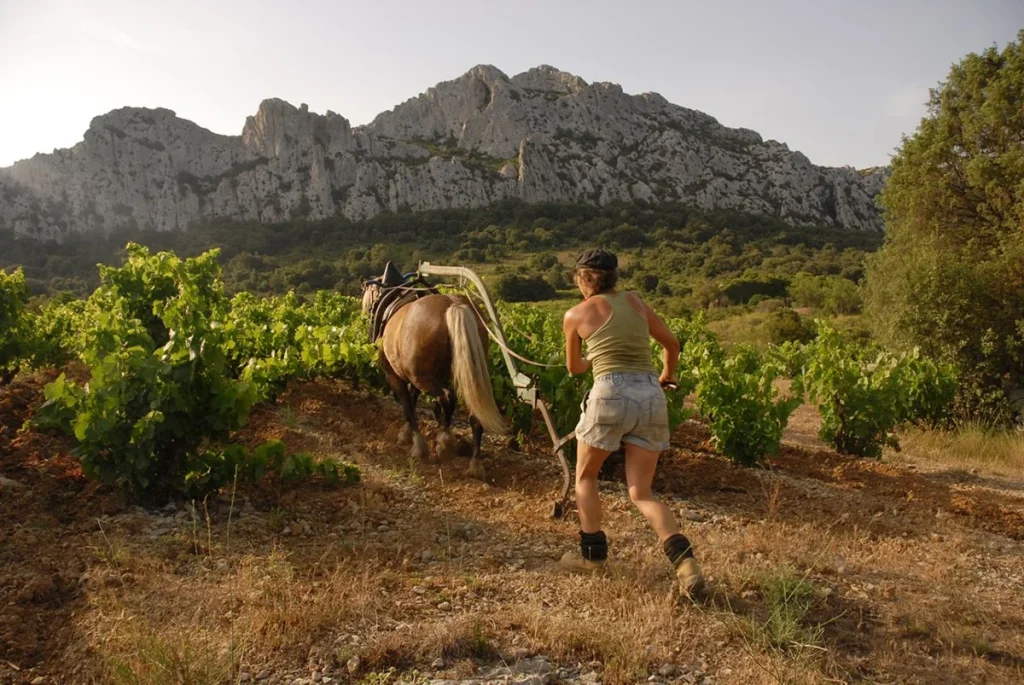 Travail à cheval dans les vignes — Clos des Fées