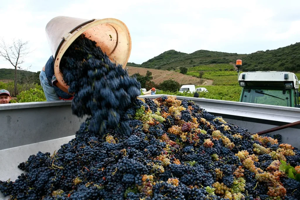 La récolte des raisins — Clos des Fées