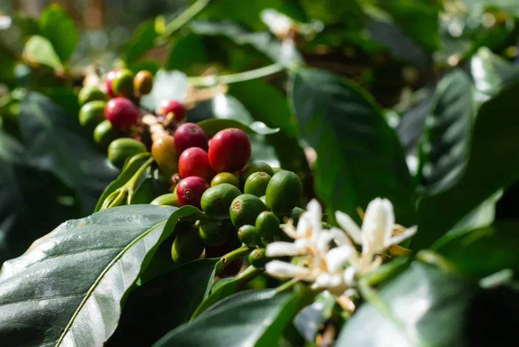 Les cerises de café — Coloma