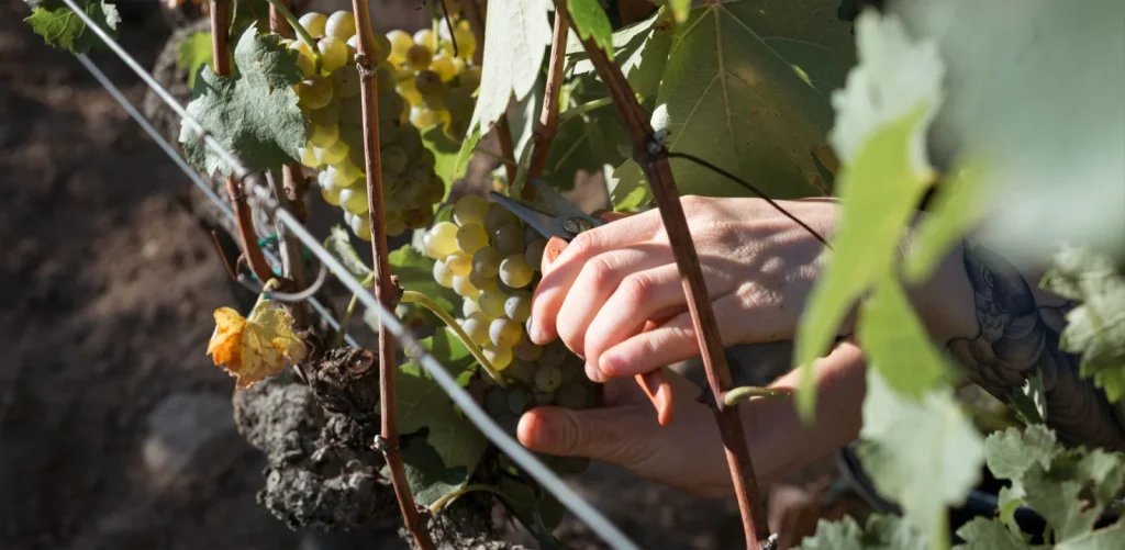 Récolte manuelle des raisins — Domaine Barou