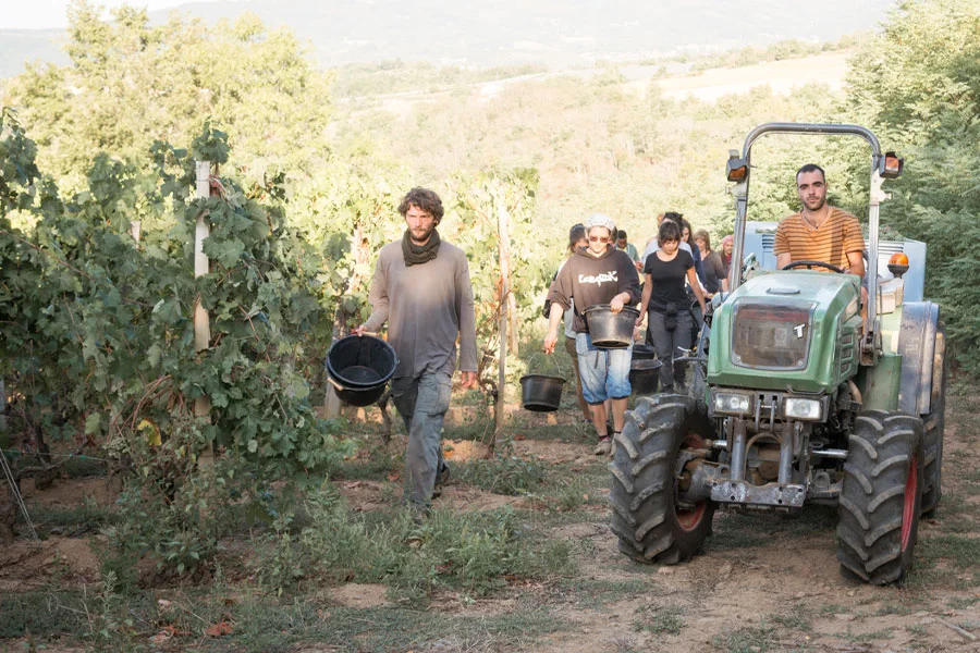 Les vendanges en équipe — Domaine Barou