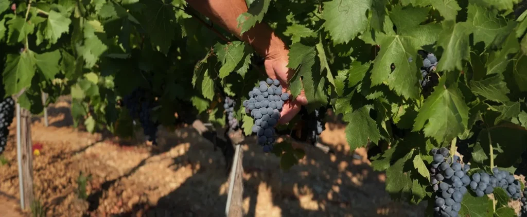 La récolte des raisins — Domaine Baussanne