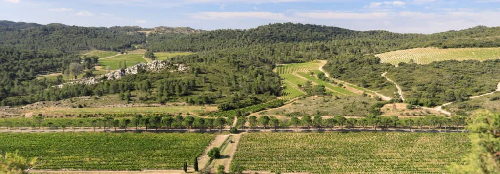 Panorama du vignoble et des collines — Domaine de la Vallongue