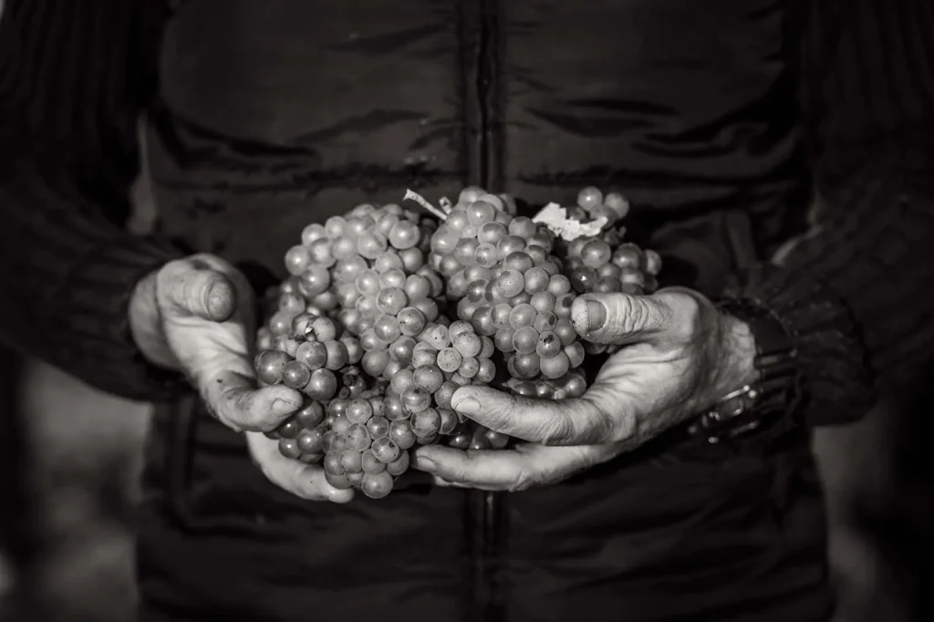 Des grappes entre les mains — Domaine de l'Ecu