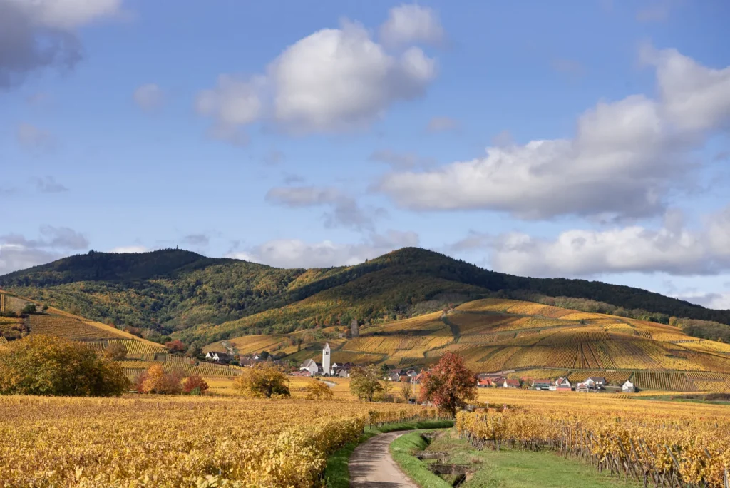 Les vignes en automne — Domaine de l'Envol