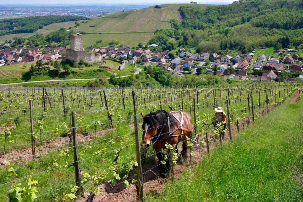 Le travail des vignes au cheval — Domaine de l'Envol