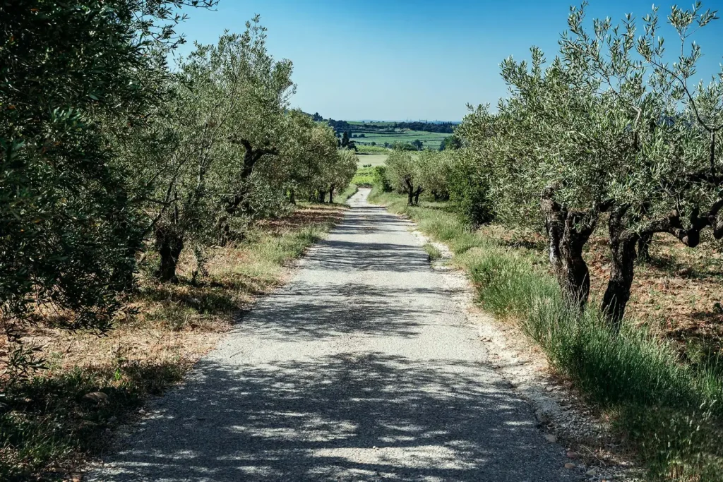 Le chemin bordé d’oliviers — Domaine de Pierredon
