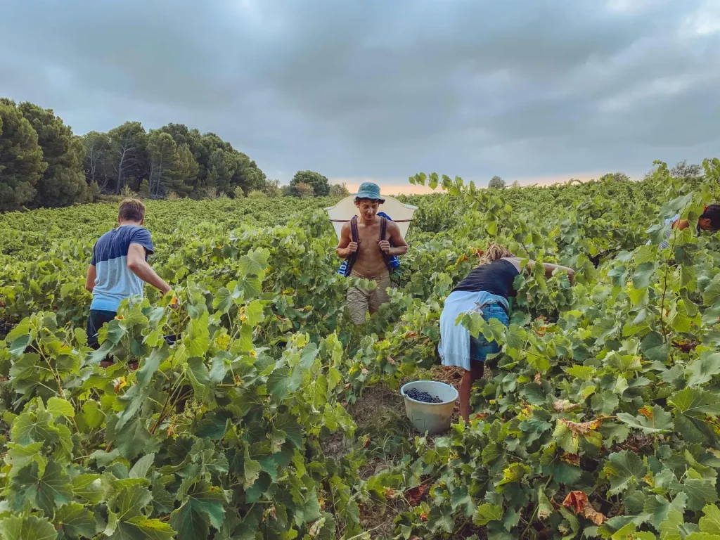 Les vendanges dans les vignes — Domaine des deux ânes