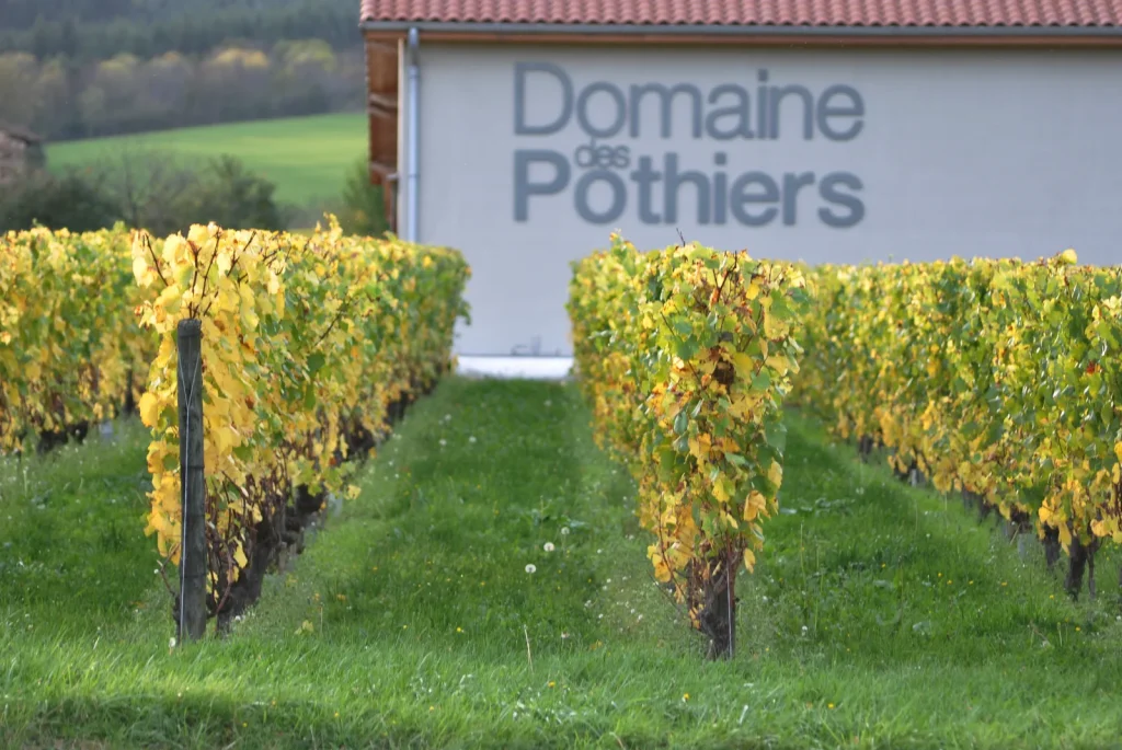 Les vignes devant le chai — Domaine des Pothiers