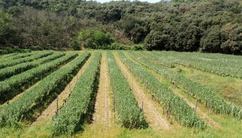Les rangs de vigne — Domaine du Météore