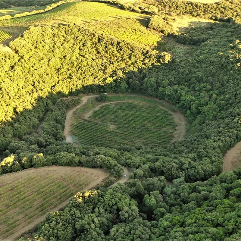 Vue aérienne des vignes — Domaine du Météore