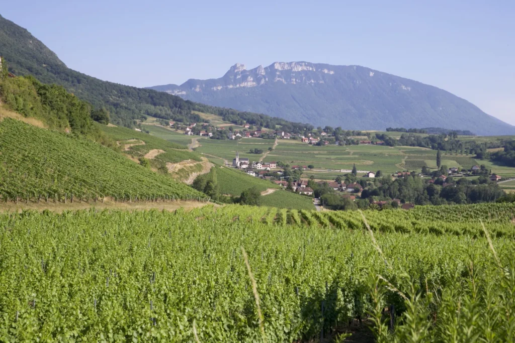 Les vignes et les montagnes — Domaine Dupasquier
