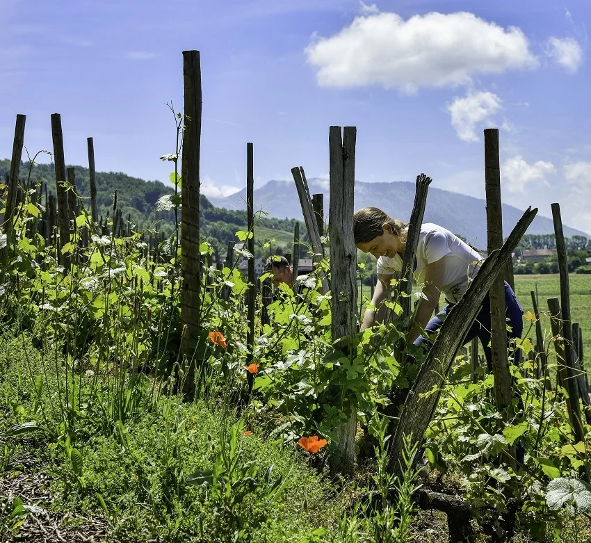 Le travail dans les vignes — Domaine Dupasquier