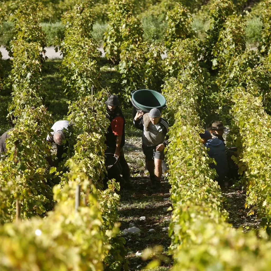 Les vendanges en équipe — Domaine Dupasquier