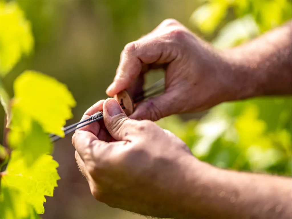 Le travail dans les vignes — Domaine Fischbach