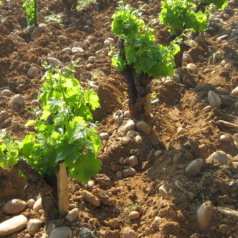 Les vignes sur un sol caillouteux — Domaine Fontavin