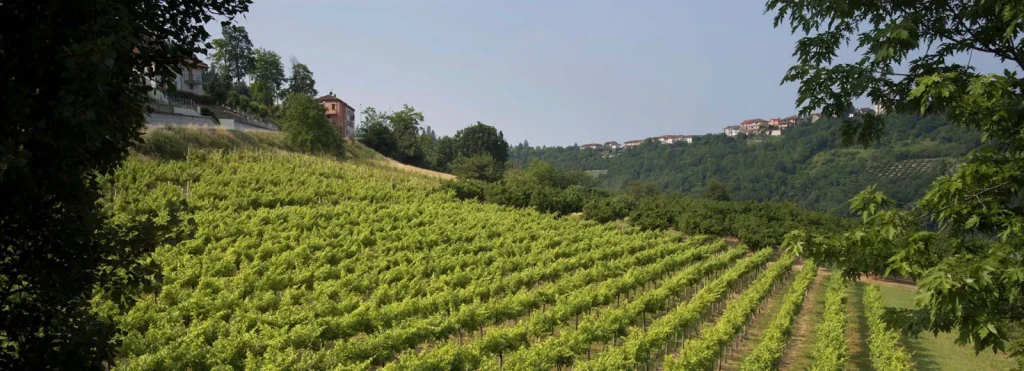 Les vignes sur les coteaux — Domaine Giribaldi