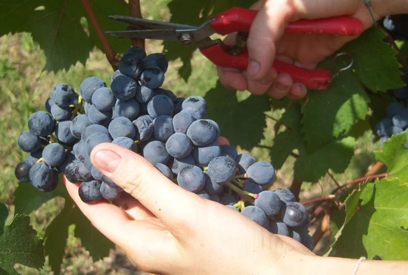 La récolte manuelle des raisins — Domaine Giribaldi