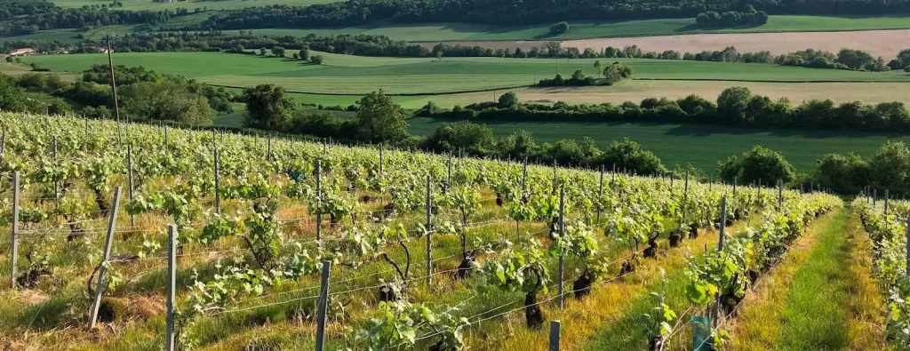 Les vignes et le paysage environnant — Domaine Jean Moutardier