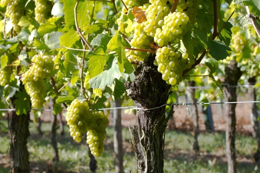 Grappes de raisins blancs — Domaine Louis Maurer