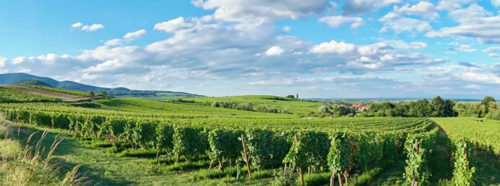 Panorama du vignoble — Domaine Louis Maurer