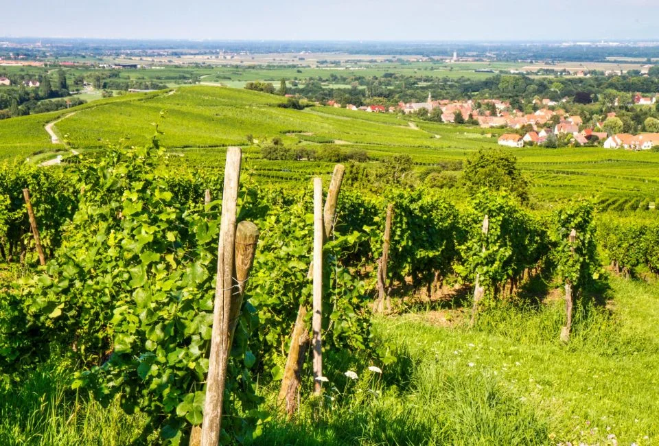 Les vignes au-dessus du village — Domaine Louis Maurer