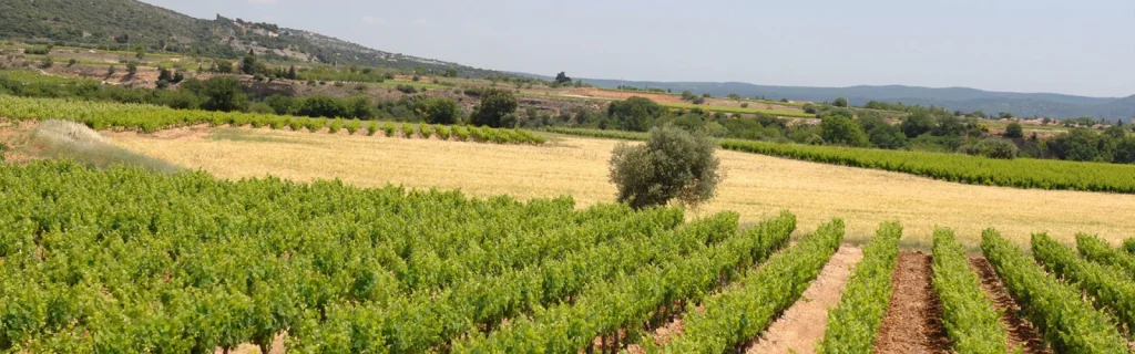 Les vignes et le paysage — Domaine Malaveille