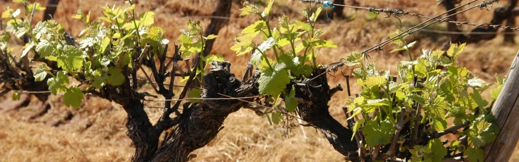 Un cep de vigne au printemps — Domaine Malaveille