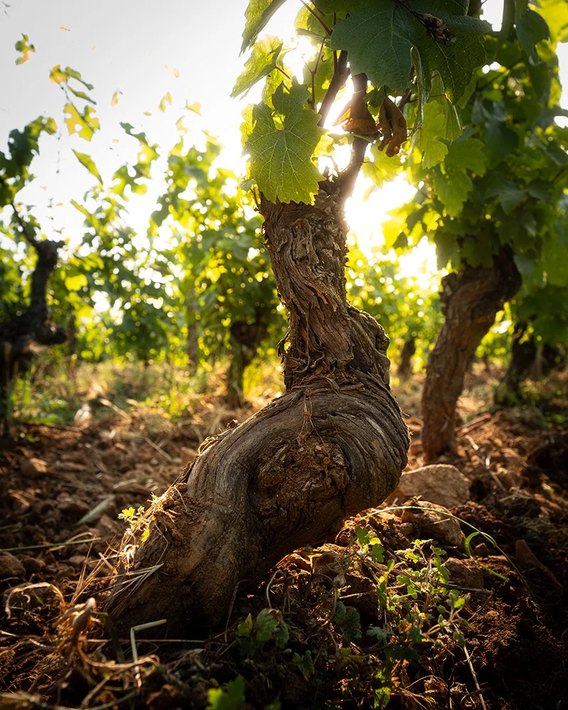 Un cep dans les vignes — Domaine Mathias