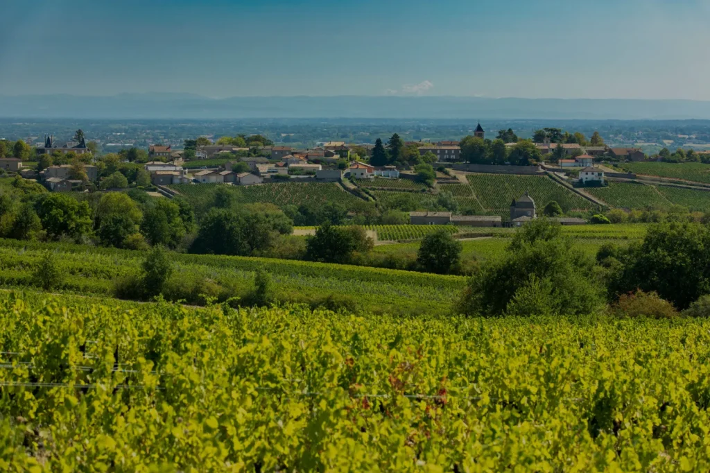 Les vignes et le village — Domaine Mathias