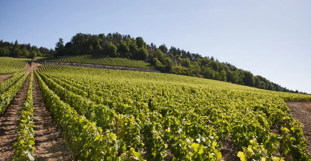 Les vignes sur le coteau — Domaine Michel Juillot