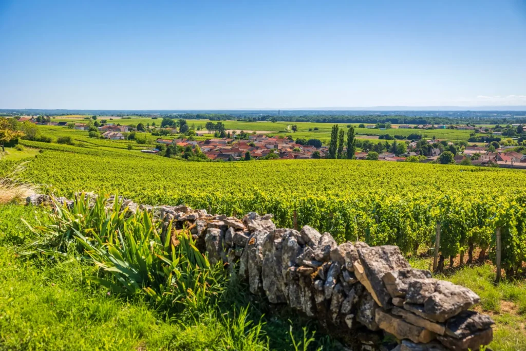 Les vignes bordées de pierres — Domaine Montbarbon
