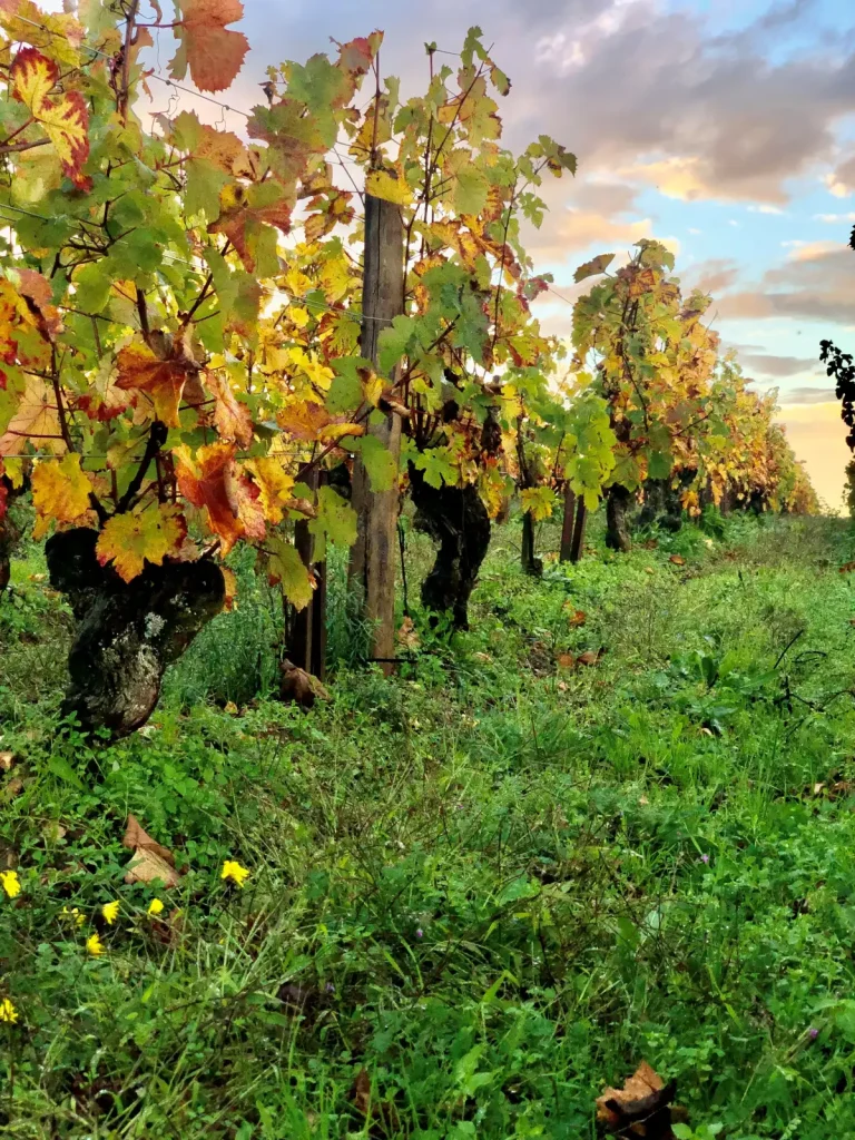 Les vignes en automne — Domaine Patrice Colin