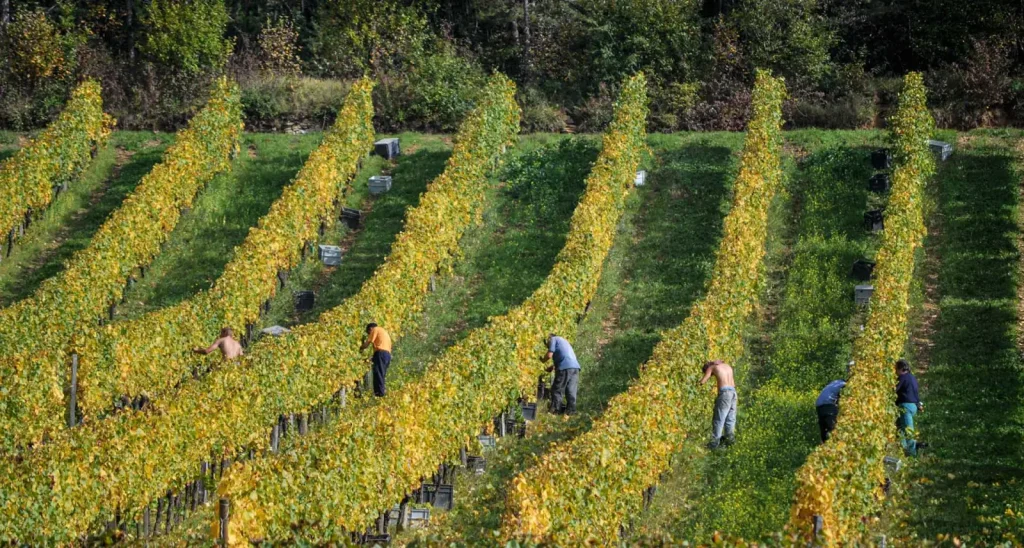 Le travail dans les vignes — Domaine Patrick Hudelot