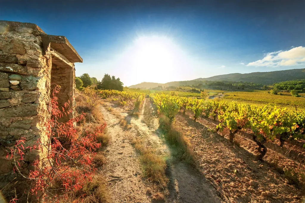 Les vignes et leur cabane — Domaine Py