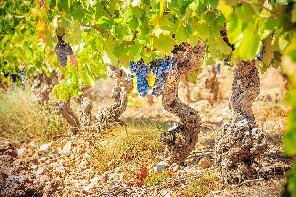 Les grappes sur les vieux ceps — Domaine Py