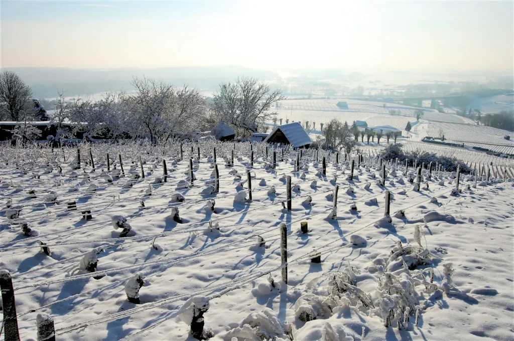 Les vignes sous la neige — Domaine Raimbault Pineau