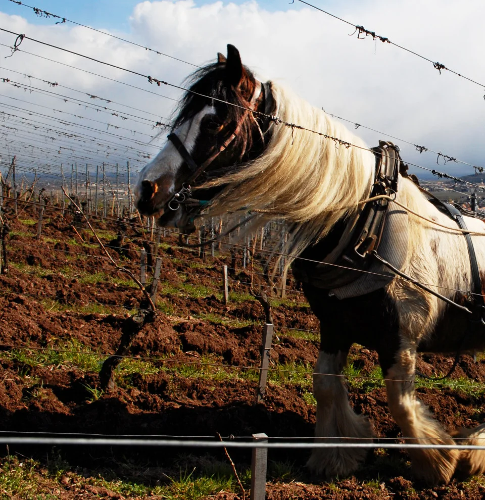 Un cheval dans les vignes — Domaine Zind Humbrecht