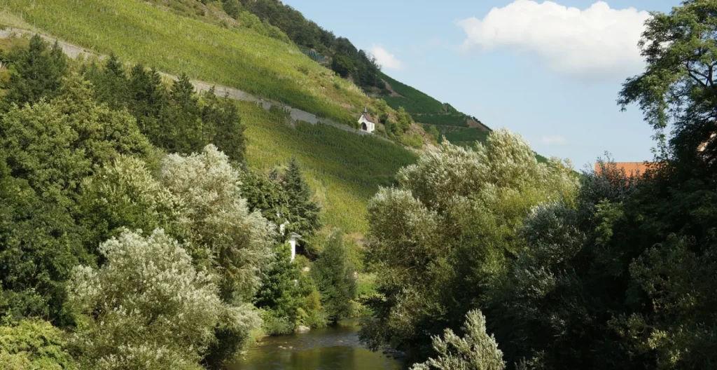 Les vignes au-dessus de la rivière — Domaine Zind Humbrecht